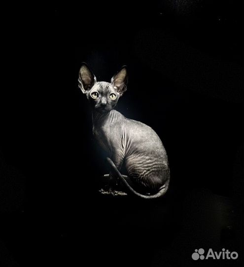 Девочка Корниш-рекс