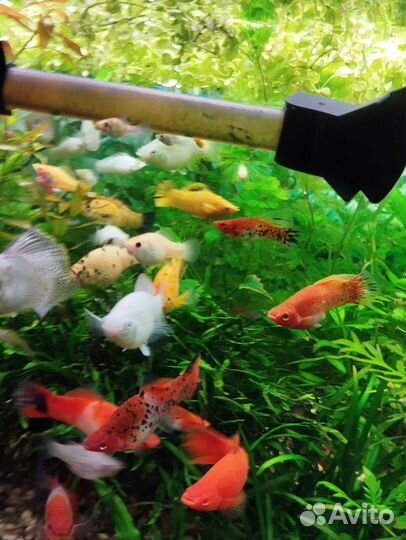 Меченосцы кои и Арлекин