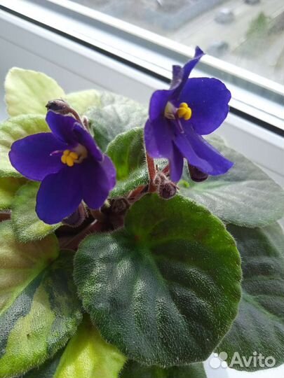 Сортовые фиалки