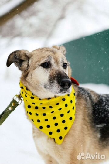 Собака во двор