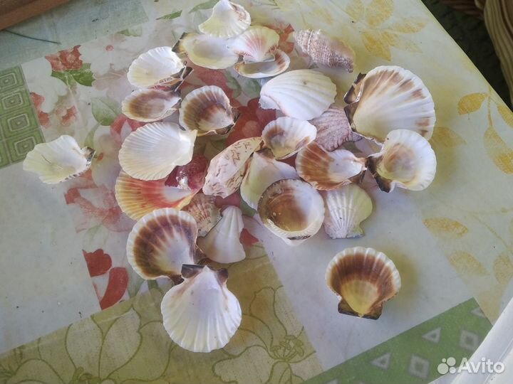 Ракушки