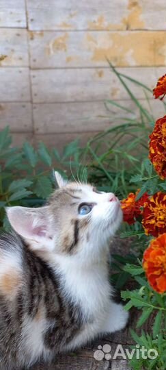 Отдаём котёнка девочку