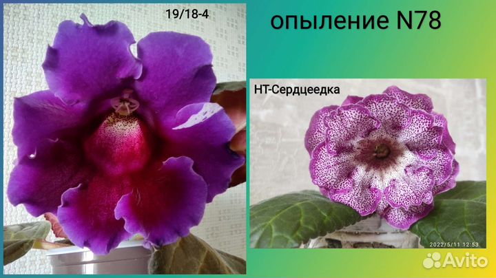 Семена глоксиний