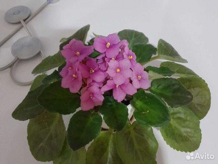 Фиалка в горшках