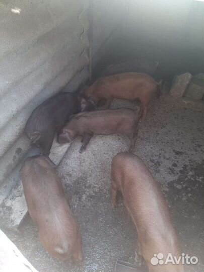 Поросята Дюрок