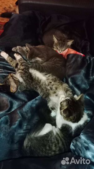 Кошка в дар бесплатно