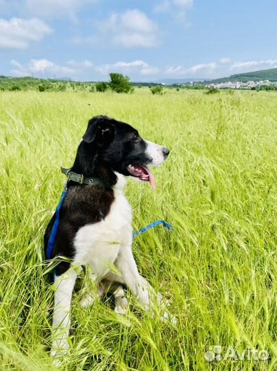 Щенок метис бордер колли в добрые руки