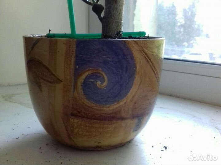 Денежное дерево толстянка