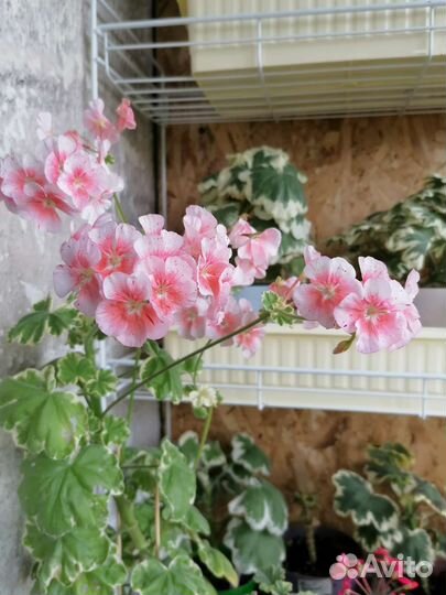 Пеларгонии, срезы для самостоятельного укоренения