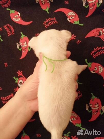 Чихуахуа разные окрасы