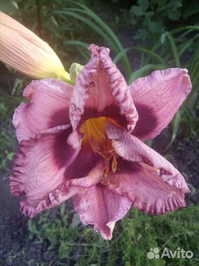 Лилейник много сортов