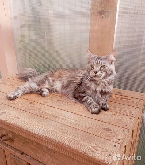 Кошка мейн-кун