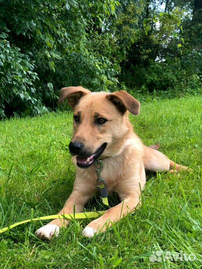 Собака девочка Марта 1 год