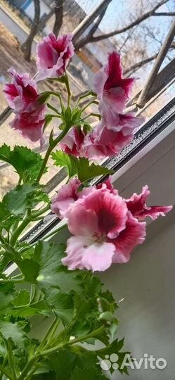 Герани, кислица, сенполии, и др