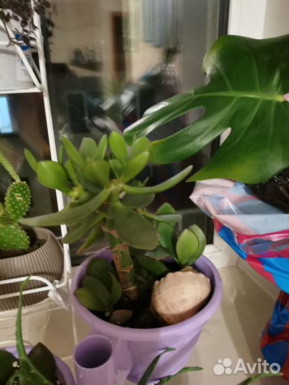 Денежное дерево толстянка