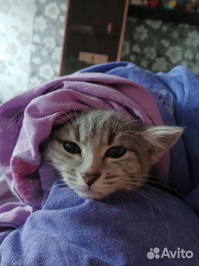 Британская кошечка