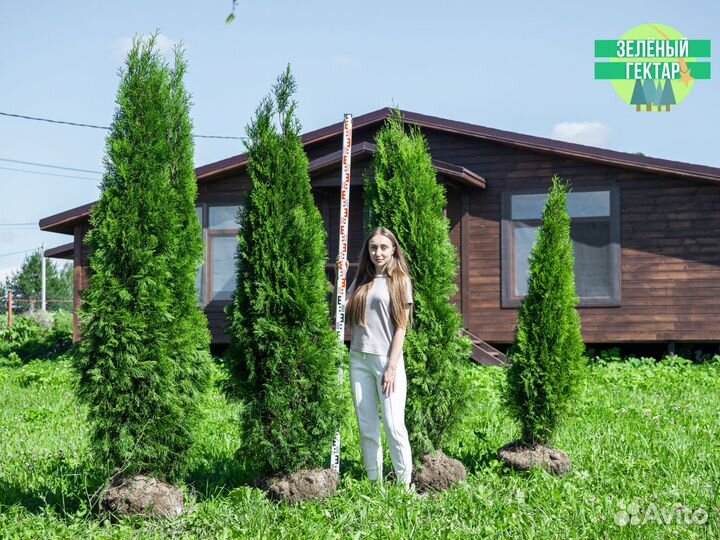Туи смарагд 2 м свежая копка 2023