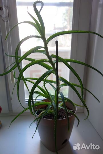 Алоэ столетник