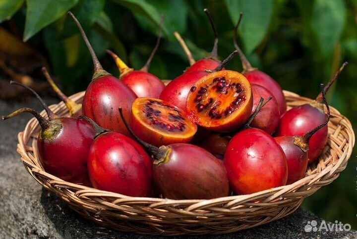 Тамарилло (Цифомандра ) (саженцы)