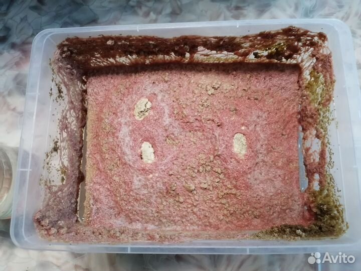 Аквариумные растения