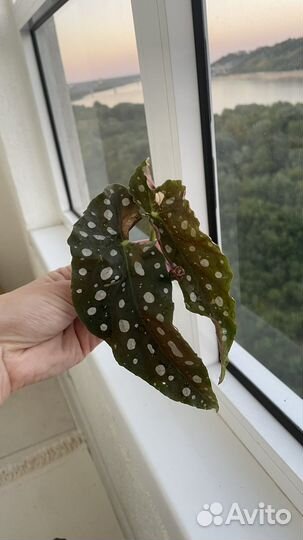 Бегония макулата