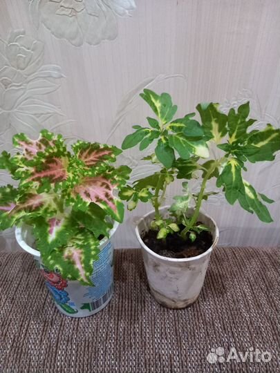 Традисканция