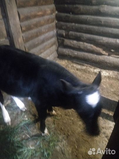 Теленок бычок