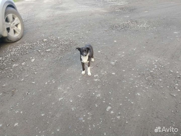 Собаки бесплатно в добрые руки щенки