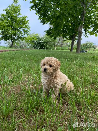 Мальчик мальтипу