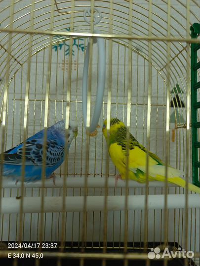 Волнистый попугай с клеткой