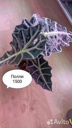 Алоказии