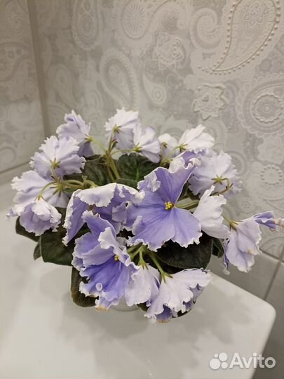 Фиалки