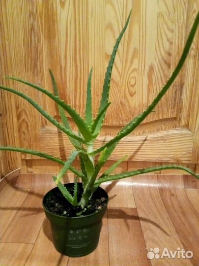 Лечебные Алоэ,Каланхоэ, Толстянка