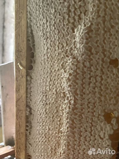 Мед 2023 года