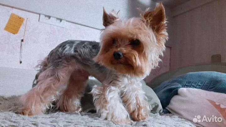 Йоркширский терьер вязка