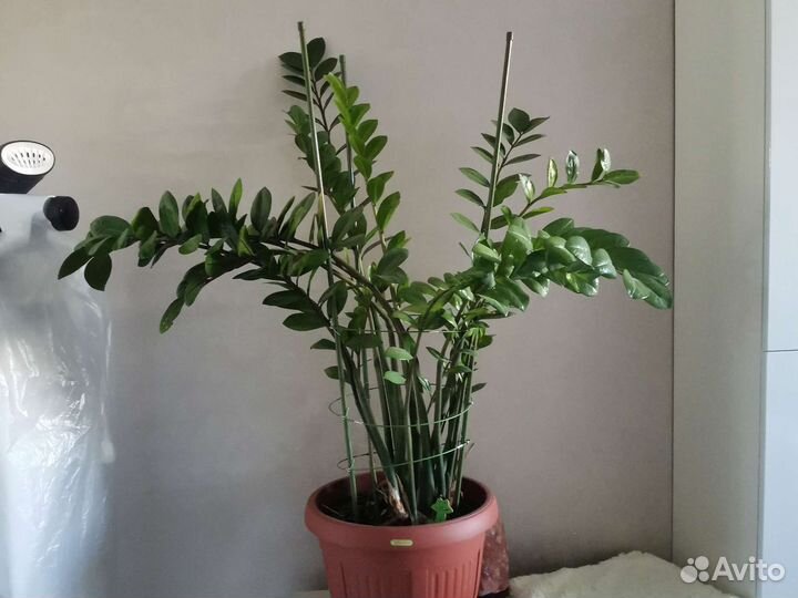 Замиокулькас