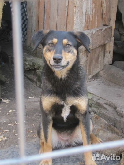 Замечательная Runa ищет дом