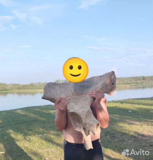 Тазовая кость мамонта