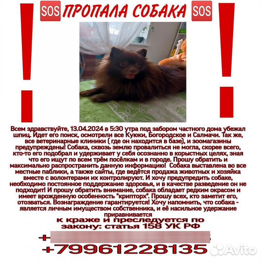 Потерялась собака