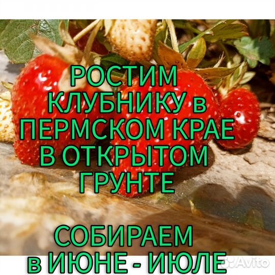 Клубника рассада фриго