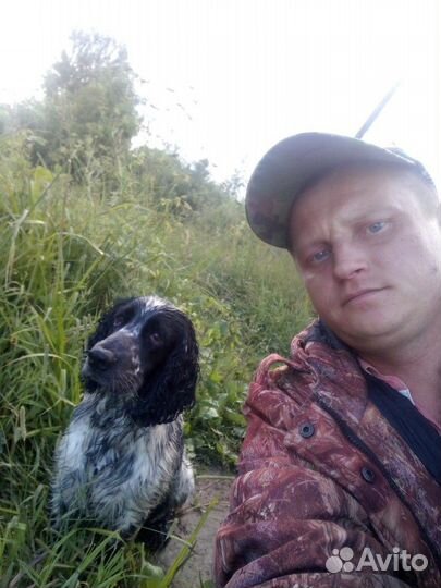 Вязка, спаниель охотник