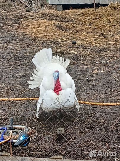 Индюшиное яйцо