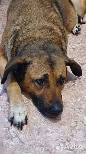 Собака в добрые руки отдам бесплатно