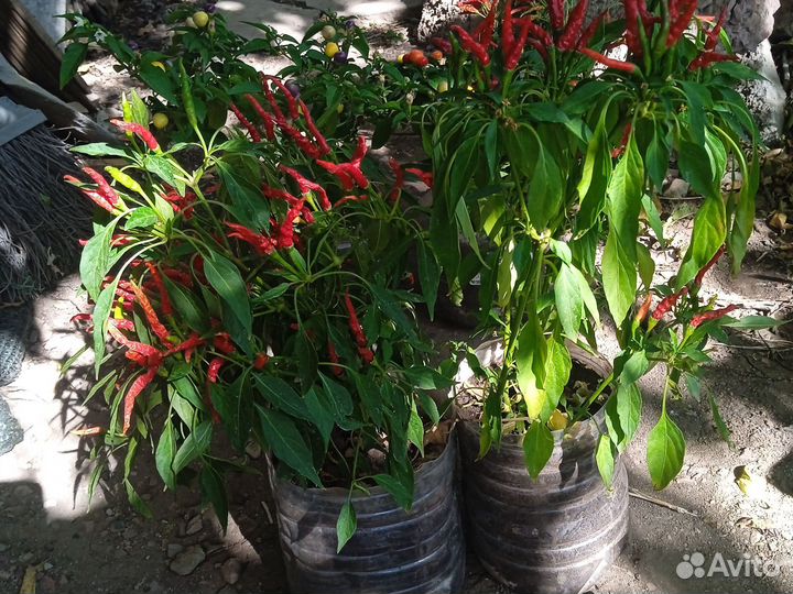 Перец острый