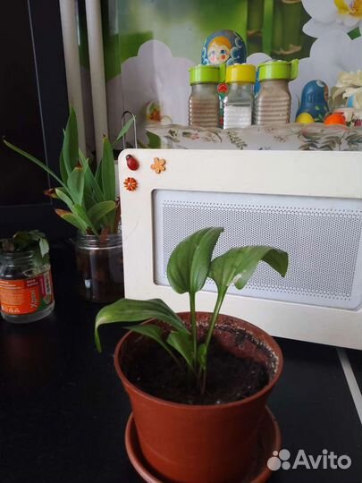 Каланхоэ,денежное дерево