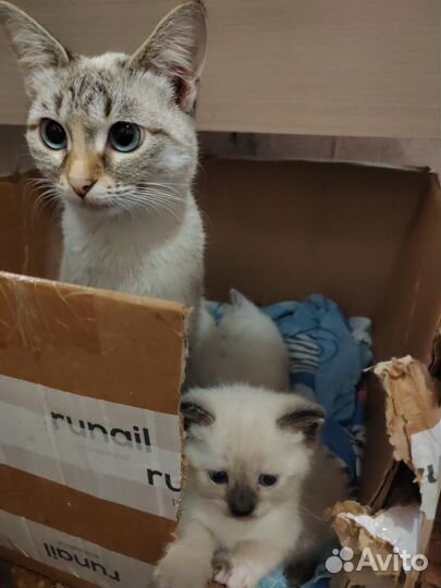 Кошки в добрые руки бесплатно