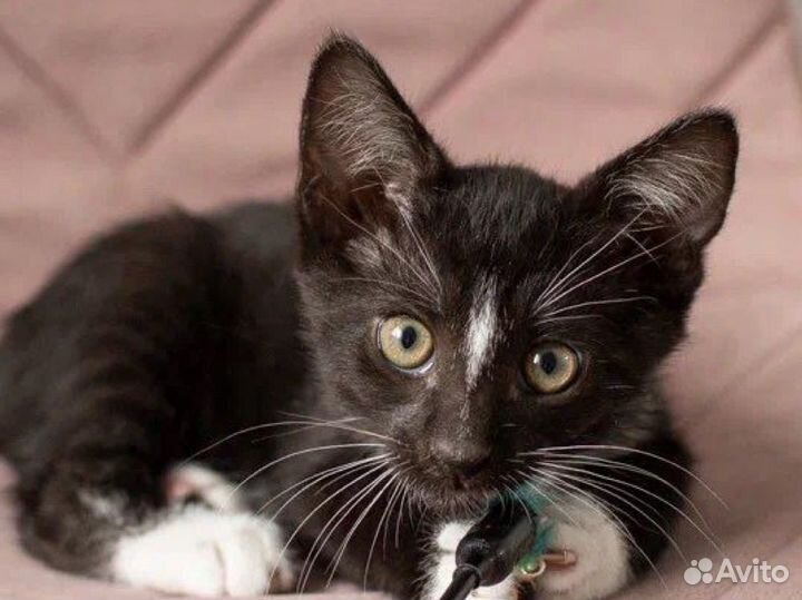 Котенок-мальчик ищет дом