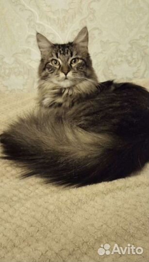 Котята мейн-кун