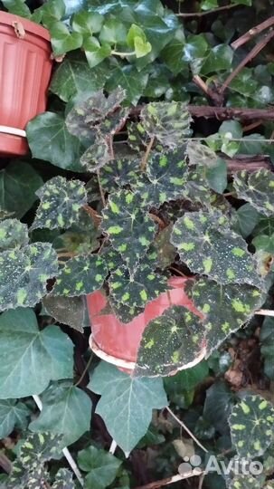 Комнатные цветы Бегония