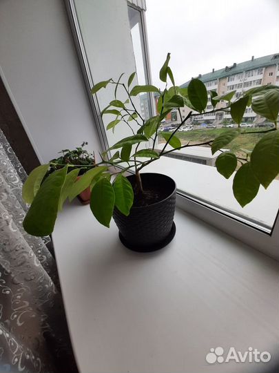 Комнатный мандарин